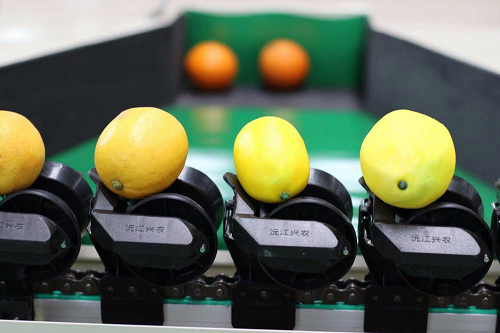 智能分選--檸檬分選機  智能分選--檸檬分選機